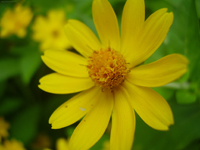 ID#8 Nature: Flowers ID#8 Nature: Flowers